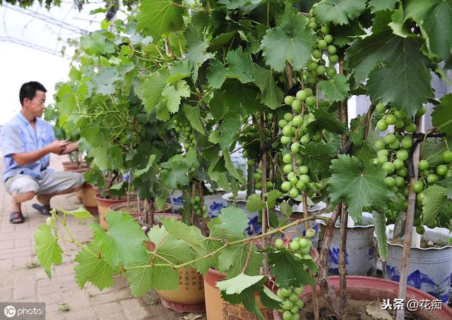 露台种葡萄盆栽，注意这几点，一长就是几百串，吃不完还要送人