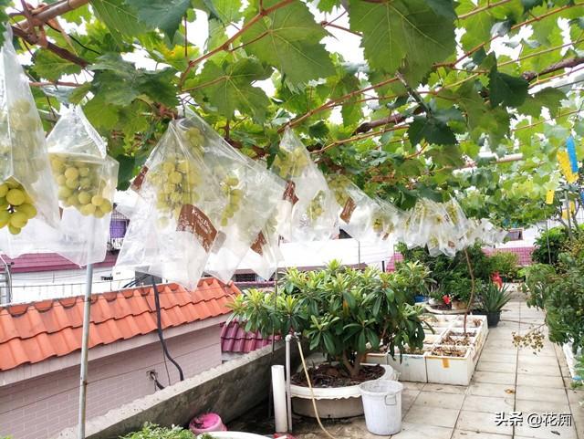 露台种葡萄盆栽，注意这几点，一长就是几百串，吃不完还要送人