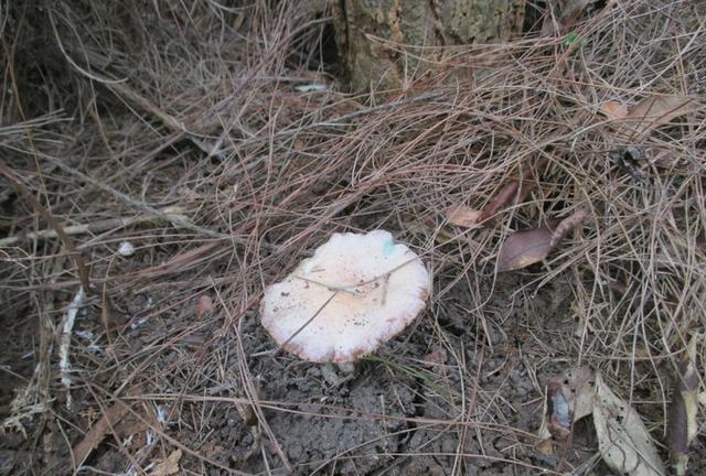 中秋节上山检雁鹅菌的技巧和培育方法 山里哪里的松树菌多？