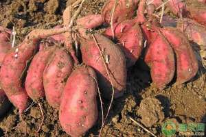 红薯种植效益分析(今年红薯的种植前景分析（附2019年红薯价格行情(产地)）)