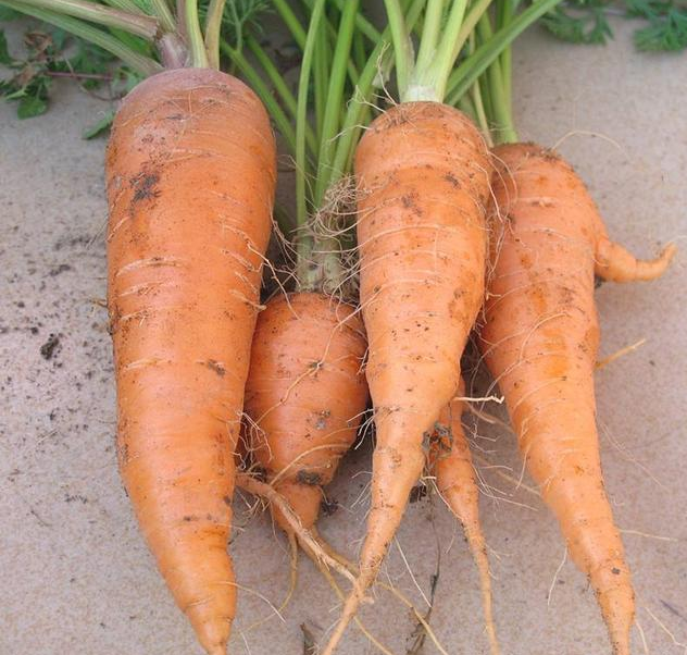 在家怎样种胡萝卜？一个小窍门，长得快还省心，轻松种出胡萝卜