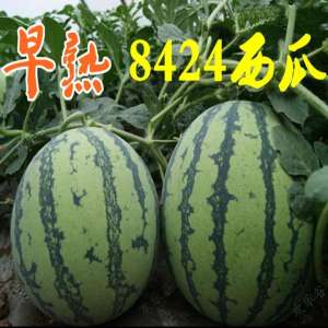 8424的西瓜种植技术(早熟优质西瓜品种早佳8424大棚高产栽培技术)