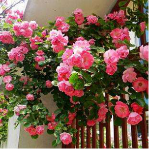 家养蔷薇花，记得做好这3步，一个月就爆盆，3月春花朵爬满墙