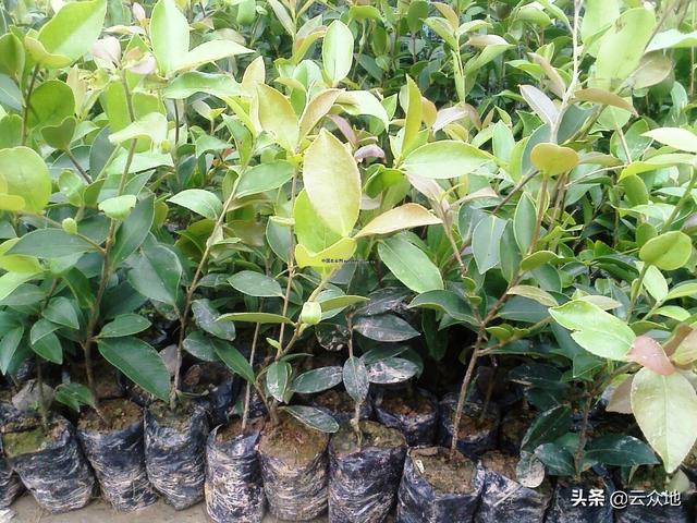 油茶栽植后成活率差，如何提高造林成活率？做好5点技术措施