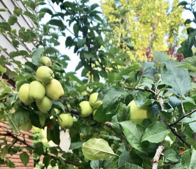 院子里养“4种果”，耐热耐寒，收获多，每年有果子吃，还特喜庆