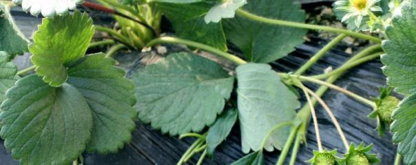 草莓苗种植方法全过程