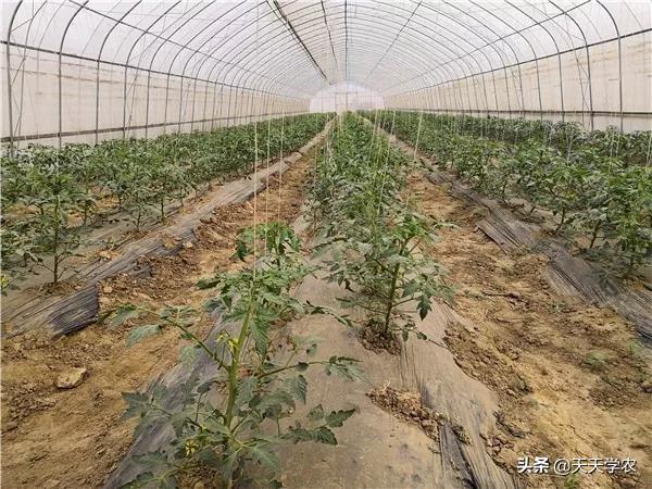 小番茄怎么种能获高产？这些定植、管理技术，值得了解