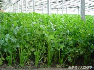 种植类——冬季大棚芹菜种植技术，冬季大棚芹菜如何管理