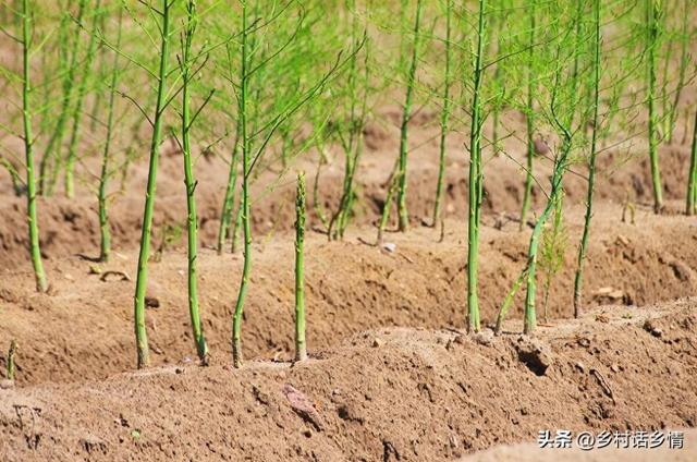 芦笋几月份种植？育苗、种植和移栽有哪些方法？能连续收获多少年