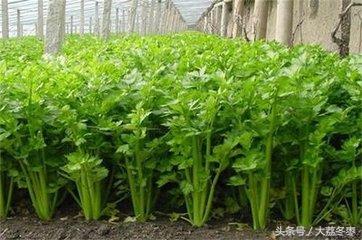 种植类——冬季大棚芹菜种植技术，冬季大棚芹菜如何管理
