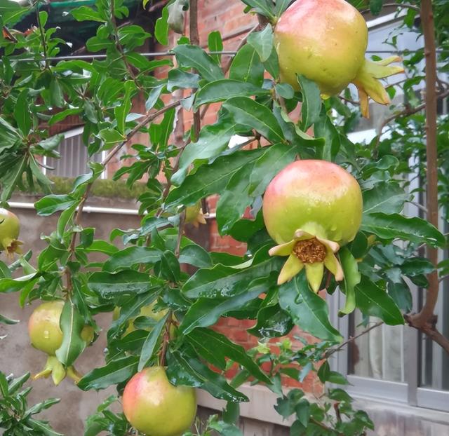院子里养“4种果”，耐热耐寒，收获多，每年有果子吃，还特喜庆
