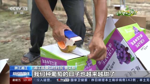 浙江浦江：串串葡萄迎丰收 科技种植促进产业发展