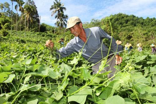 详细分享龙须菜的荒山种植技术，提高农民经济效益