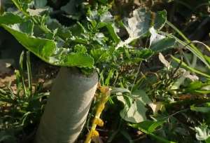 胡萝卜种植管理(想要种好萝卜，后期管理有3个技巧，农户的经验很实用)