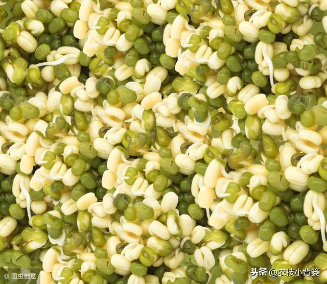 绿豆芽简单自制，只要掌握好这几点，就能育出白白胖胖的绿豆芽！