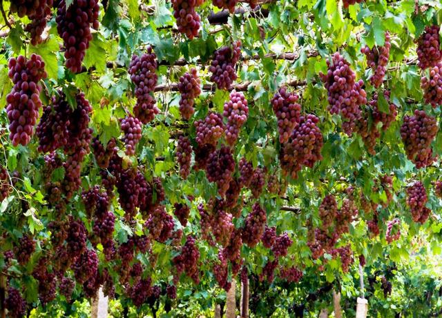 东北大米、新疆葡萄和阿拉斯加海参等农产品，为什么都品质极佳？