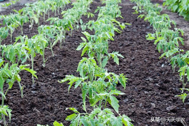 小番茄怎么种能获高产？这些定植、管理技术，值得了解