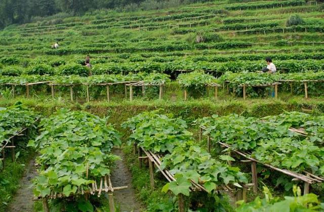 详细分享龙须菜的荒山种植技术，提高农民经济效益