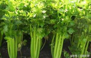 大棚夏季芹菜种植技术(种植类——冬季大棚芹菜种植技术，冬季大棚芹菜如何管理)
