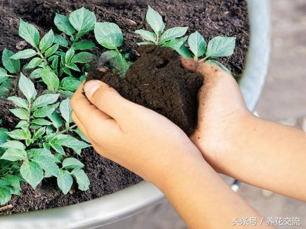 发芽的土豆不要丢，养垃圾桶里能长成好看盆栽，还能收获硕果