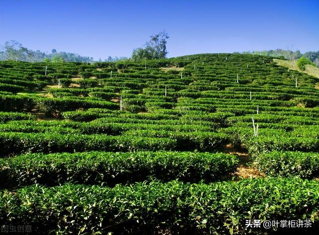 除了爱喝茶之外，你知道茶是怎么种植的吗？