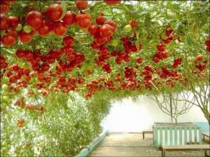 树形蕃茄种植基地(西红柿也能长成“大树”，一次结果2000斤，种一年，收十年)