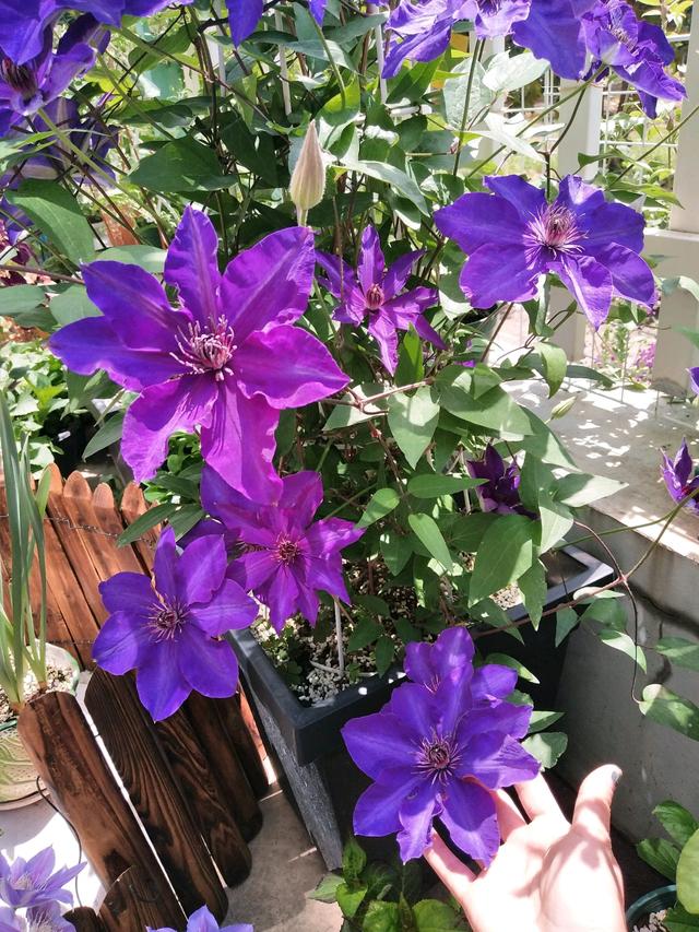 你喜欢蓝紫色的花吗？试试这款铁线莲，梦幻蓝紫色，灿烂几个月