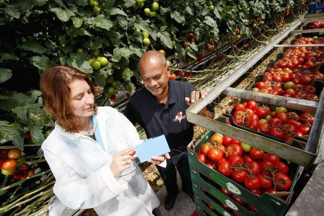 为节省人力，荷兰5个农民“搞定”1公顷番茄管理，怎么做到的？