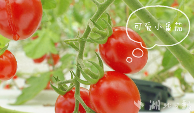 武汉蔡甸：西红柿“水上飘” 产量颜值“双高”