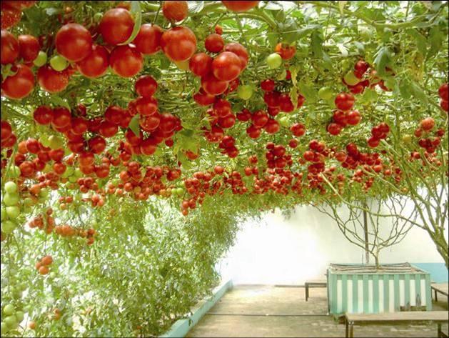 西红柿也能长成“大树”，一次结果2000斤，种一年，收十年