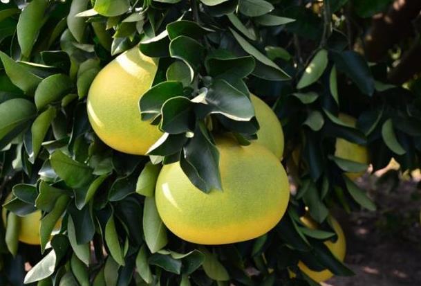 了解柚子种植的条件，才能种出口味清甜的柚子，而且个大皮薄
