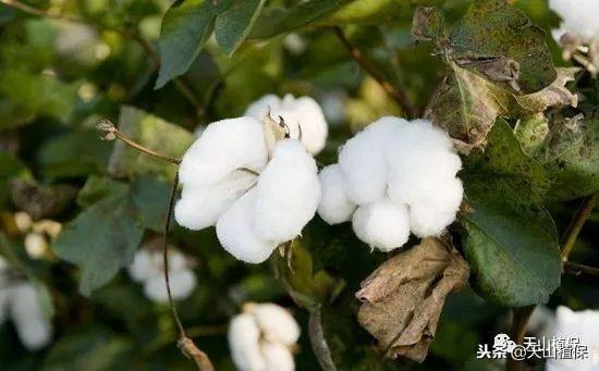 棉花种植怎么管理？棉花各个生长期的管理技术要点，保稳产高产！