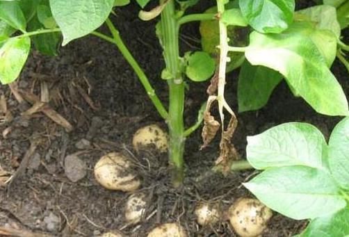 种植大户靠反季节土豆成功致富，680亩地总产值可达450万