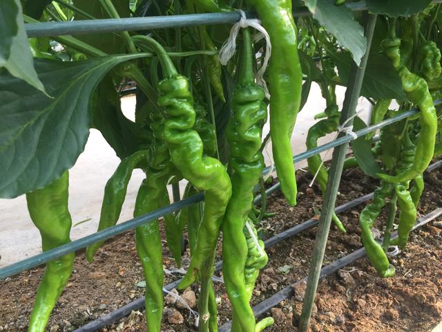 冬茬大棚辣椒的栽培管理要点，防“三落”，防早衰，提高产量