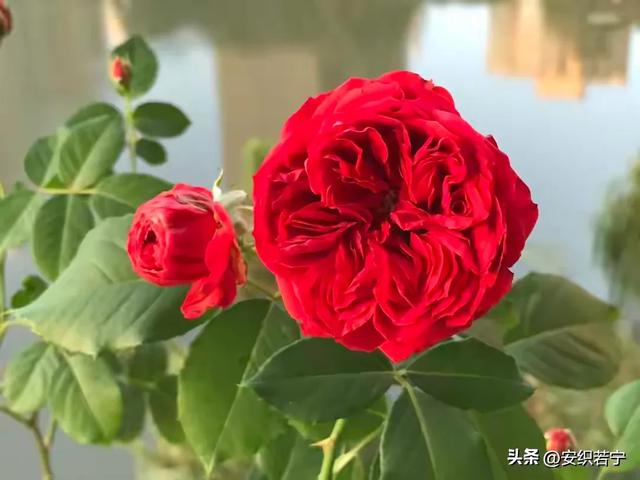 介绍一款美艳绝伦，抗病好养的红色“花魁”月季花——红苹果
