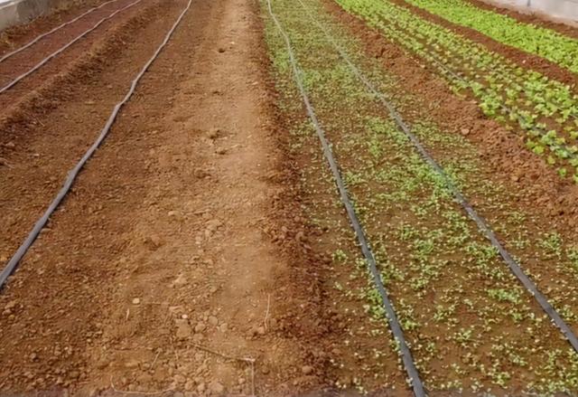 香菜产量高不高，水肥管理是关键，2个方面，农户要注意