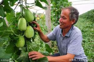 绿宝甜瓜的种植技术(绿宝甜瓜生长期种植技术轮作年限为3～5年)