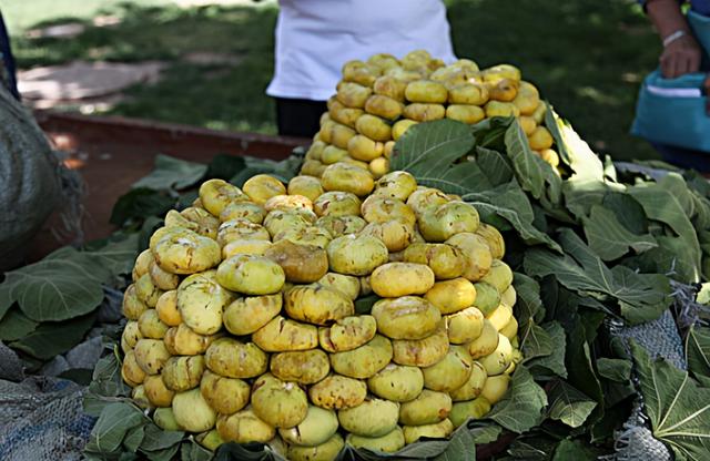 非常“尴尬”的新疆无花果，被称为“水果皇后”，却很少人吃过
