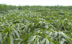 药用玉米的种植(这个药用得好，玉米可以增产4成，玉米超12叶后用，会减产)