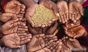 非洲大量种植(非洲人饭都吃不饱,可当地人却不种水稻,反而大量种植芝麻)