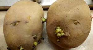 盆栽土豆的种植方法(花盆栽土豆？这样一处理，七天变盆栽，三个月收获“一箩筐”)