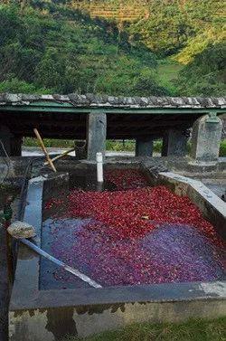 咖啡产区｜中国云南咖啡种植历史和产区介绍