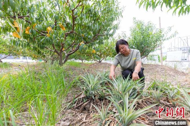 浙江“灵芝姐”的创业经：新型种植方式让农户走上致富路