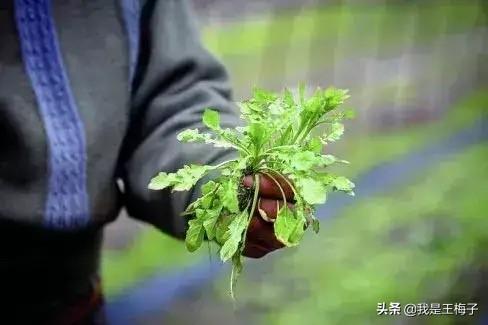 四川农村喜欢的野菜，罗列12种出来，今年春季尝鲜看看你吃过几种