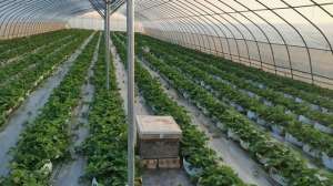 用草莓种植(别再用老方法种草莓了，换成袋子种植，产量高，成本低)