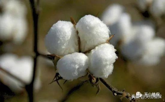 棉花种植怎么管理？棉花各个生长期的管理技术要点，保稳产高产！