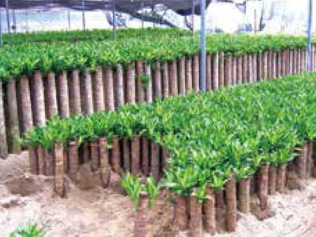 盆栽柱状金心巴西铁树规范化种植