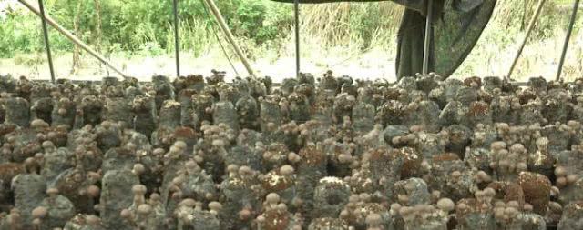 农村大哥试种9000袋香菇，每袋产量可达2斤，一亩纯利润4万元，咋种的？