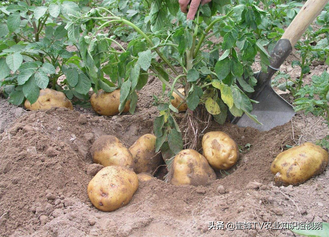 冬季种植马铃薯的4个技巧，个个都实用，菜农不预防，到头一场空