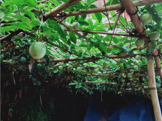 在广东适合地方小种植的水果之一 百香果